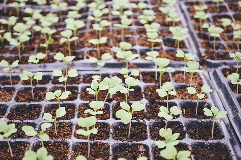 Buds, Sprouts, & a Tinge of Green