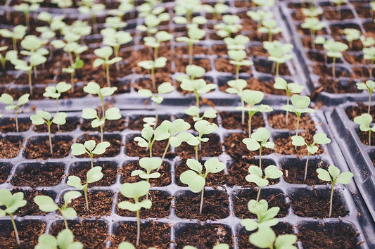Buds, Sprouts, & a Tinge of Green