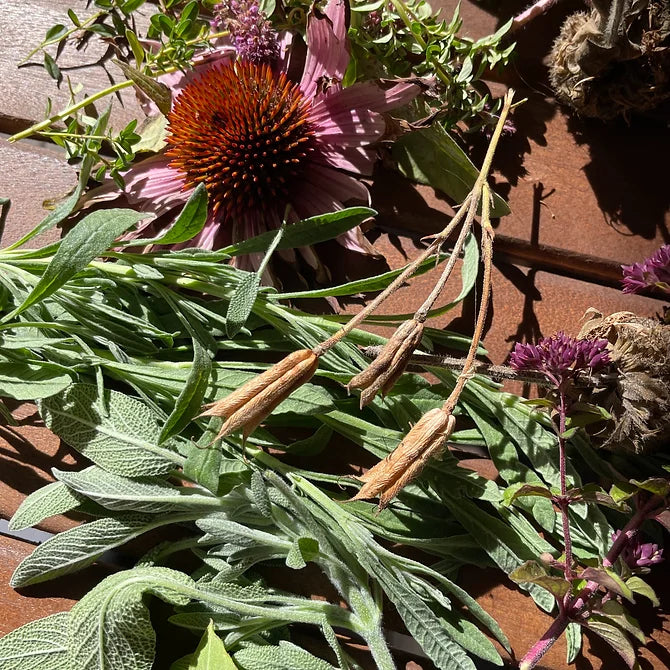 Herbal Consultation